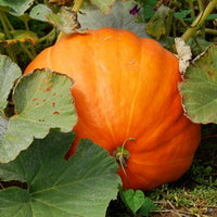 Big Max Pumpkin Seeds Heirloom Giant Vegetable for Home Garden Planting