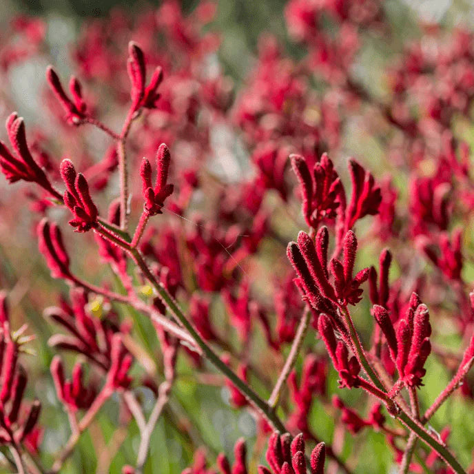 Kangaroo Paw Flower seeds for Planting - Long Bloom Season, Heirloom & GMO Free Seeds for Home Garden