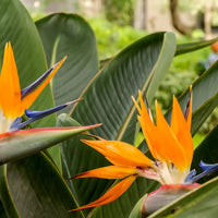 Strelitzia Reginae Flower seeds for Planting Sun Loving Heirloom & GMO Free Seeds for Home Garden