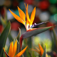 Orange Reginae Flower Seeds for Planting - Bright Perennial Blooms