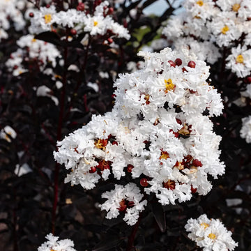 White Crepe Myrtle Flower seeds for Planting - Easy to Grow, Heirloom & GMO Free Seeds for Home Garden