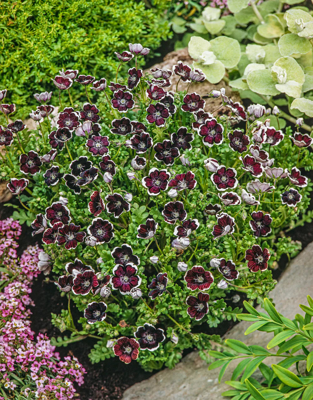 Non GMO Black Menziesii seeds