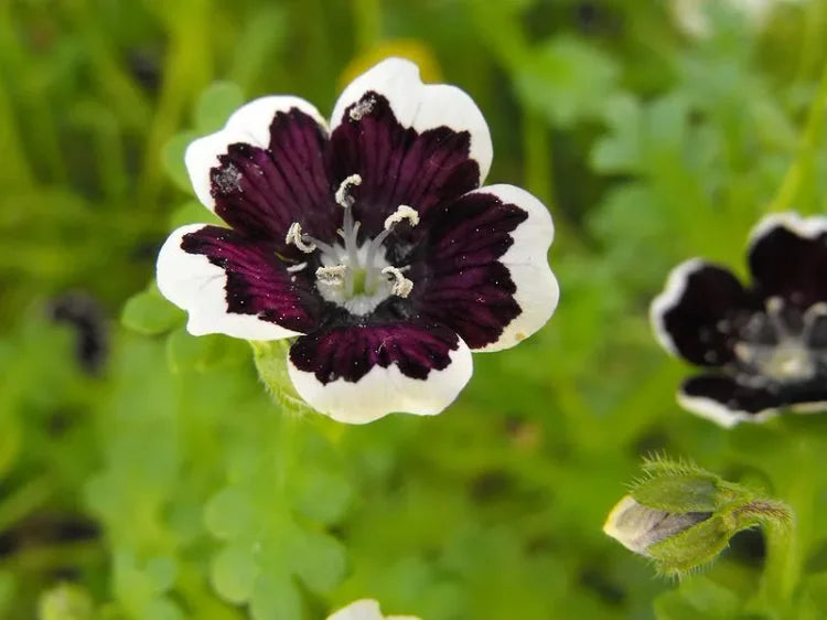 Ornamental Black Menziesii flowering plant