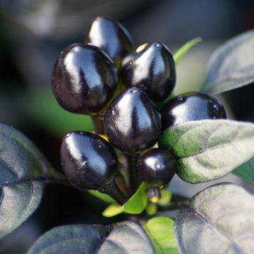 Black Pearl hot pepper seeds for home garden planting