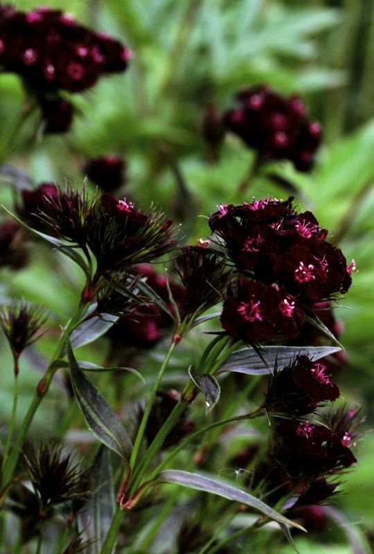 Black William in pollinator garden