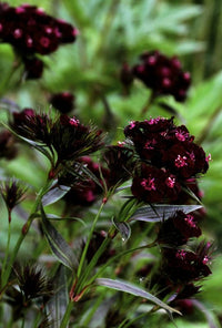 Black William in pollinator garden