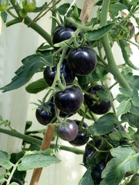 Heirloom Black Cherry tomato plant producing clusters of dark tomatoes.