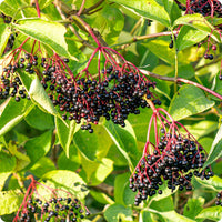 Elderberry Seeds - Black (Sambucus nigra)