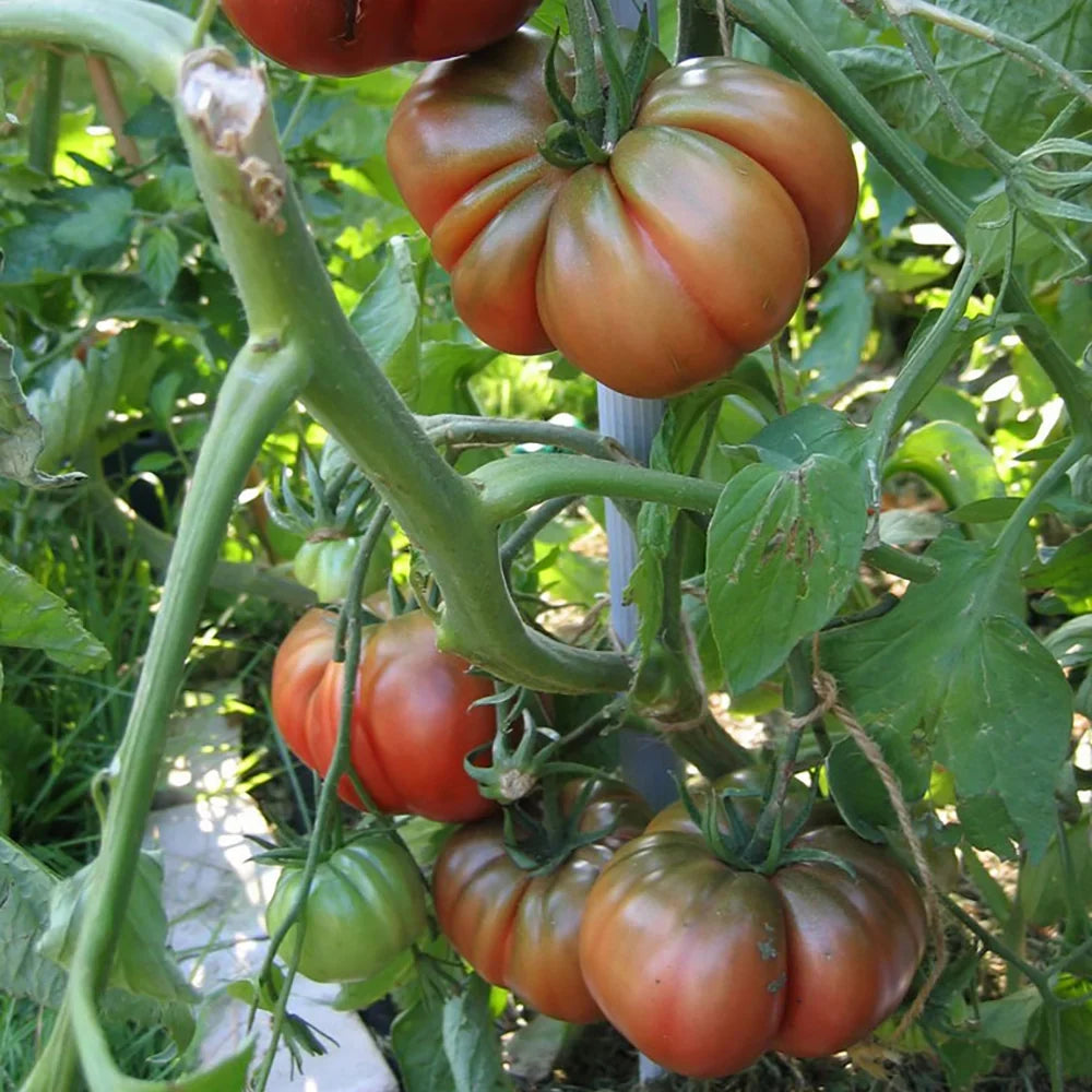 Black Sea Man heirloom tomato seeds ready for home planting