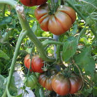 Black Sea Man heirloom tomato seeds ready for home planting