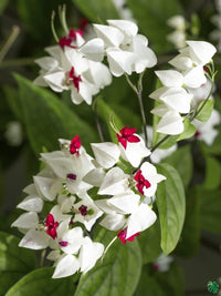 Herzrebeblumensamen Flower Seeds for Planting in Flower Bed