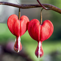 Bleeding Heart Flower seeds for Planting Wildflower Mix Heirloom & GMO Free Seeds for Home Garden 
 
 Sale