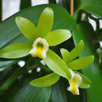 Vanilla Orchid (Planifolia) Seeds for Planting – Heirloom Non-GMO Climbing Orchid Seeds for Indoor Gardens, Greenhouses & Containers