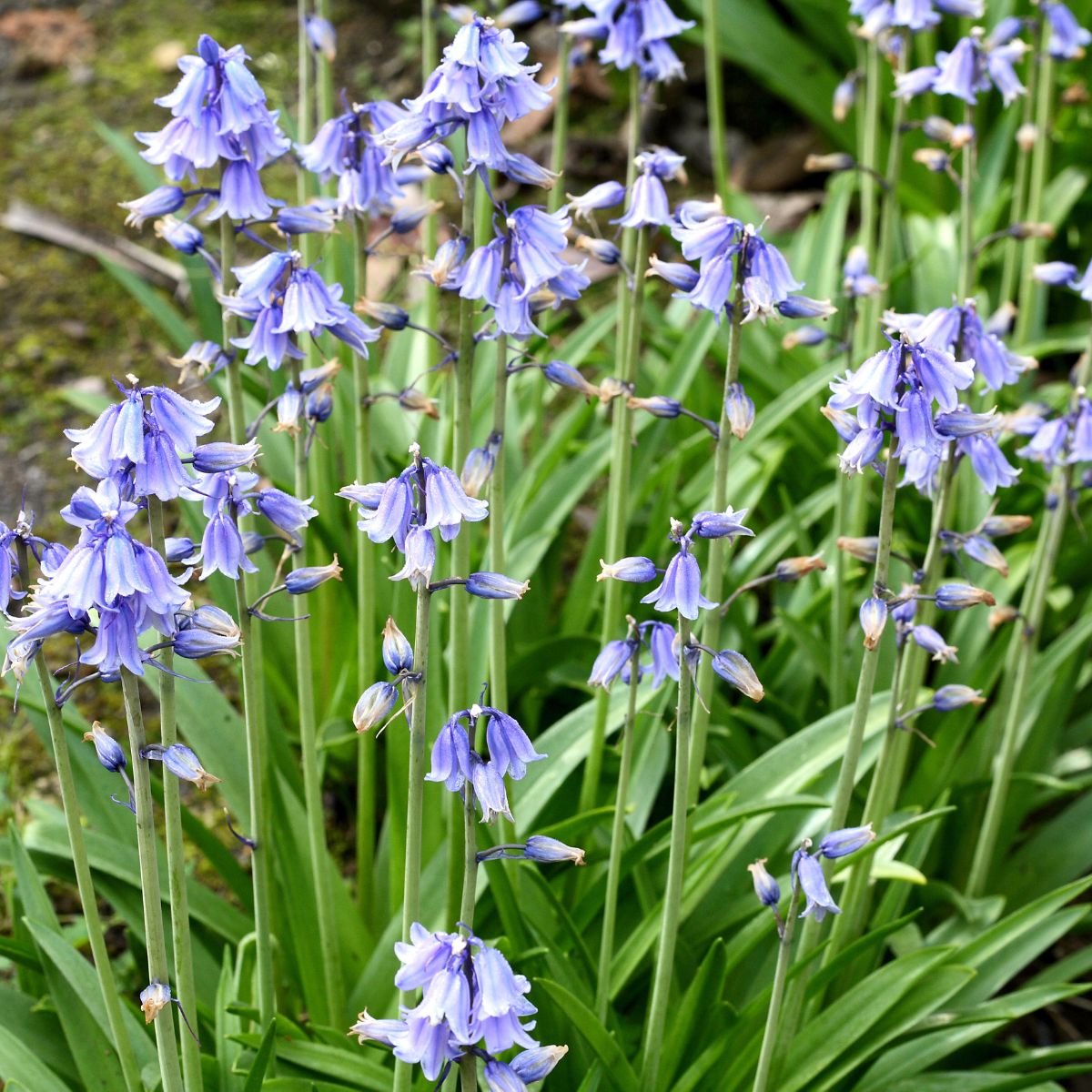 Non GMO Blue Bell flower seeds