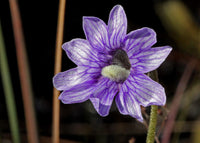 High germination Blue Butterwort seeds
