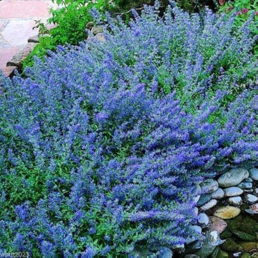 Non GMO Blue Catmint seeds