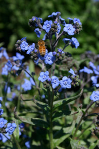 High germination Blue Cynoglossum Amabile seeds