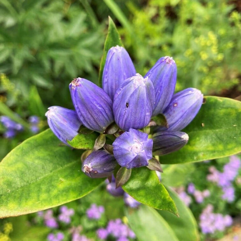 Blue Gentiana Sceptrum flower seeds for planting