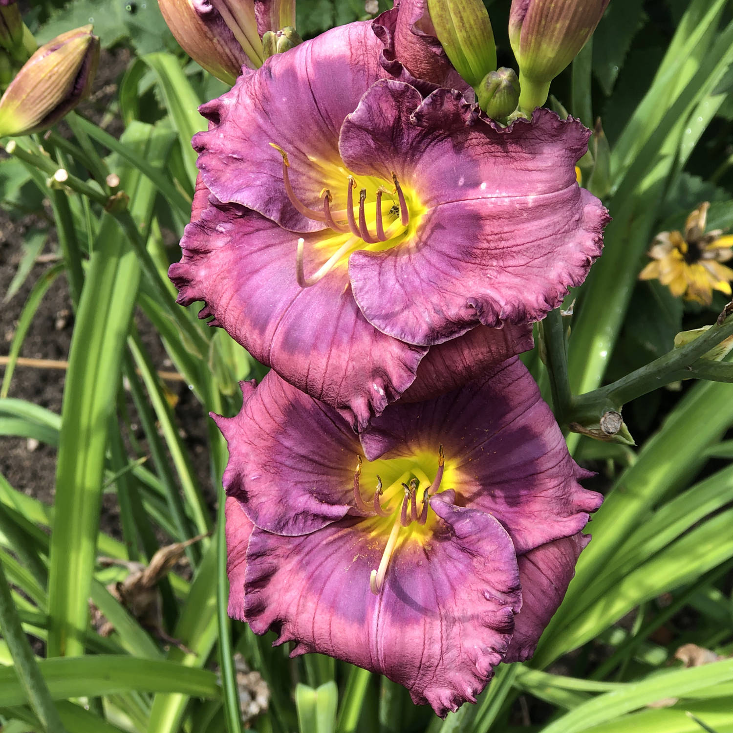Ornamental Blue Hemerocallis flowering plant