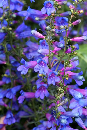 Ornamental Blue Heterophyllus foliage
