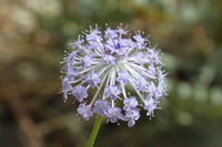 Blue Lace Flower blooming in garden