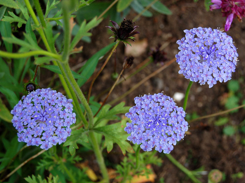 Non GMO Blue Lace Flower seeds