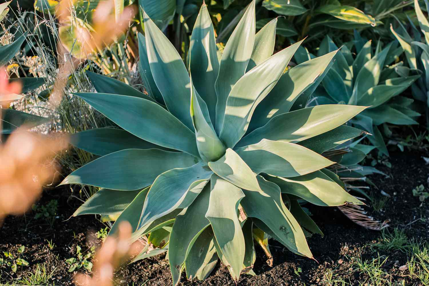 Non GMO Blue Maguey Aloe seeds