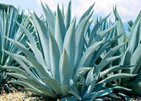 Blue Maguey Aloe plant seeds for planting