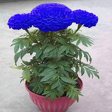 Blue Maidenhair flower seeds for planting