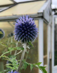 Non GMO Blue Ritro flower seeds