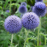 Blue Ritro flowers in pollinator garden