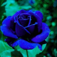 Close-up of blue rose flower