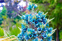 Non GMO Blue Sapphire Flower seeds