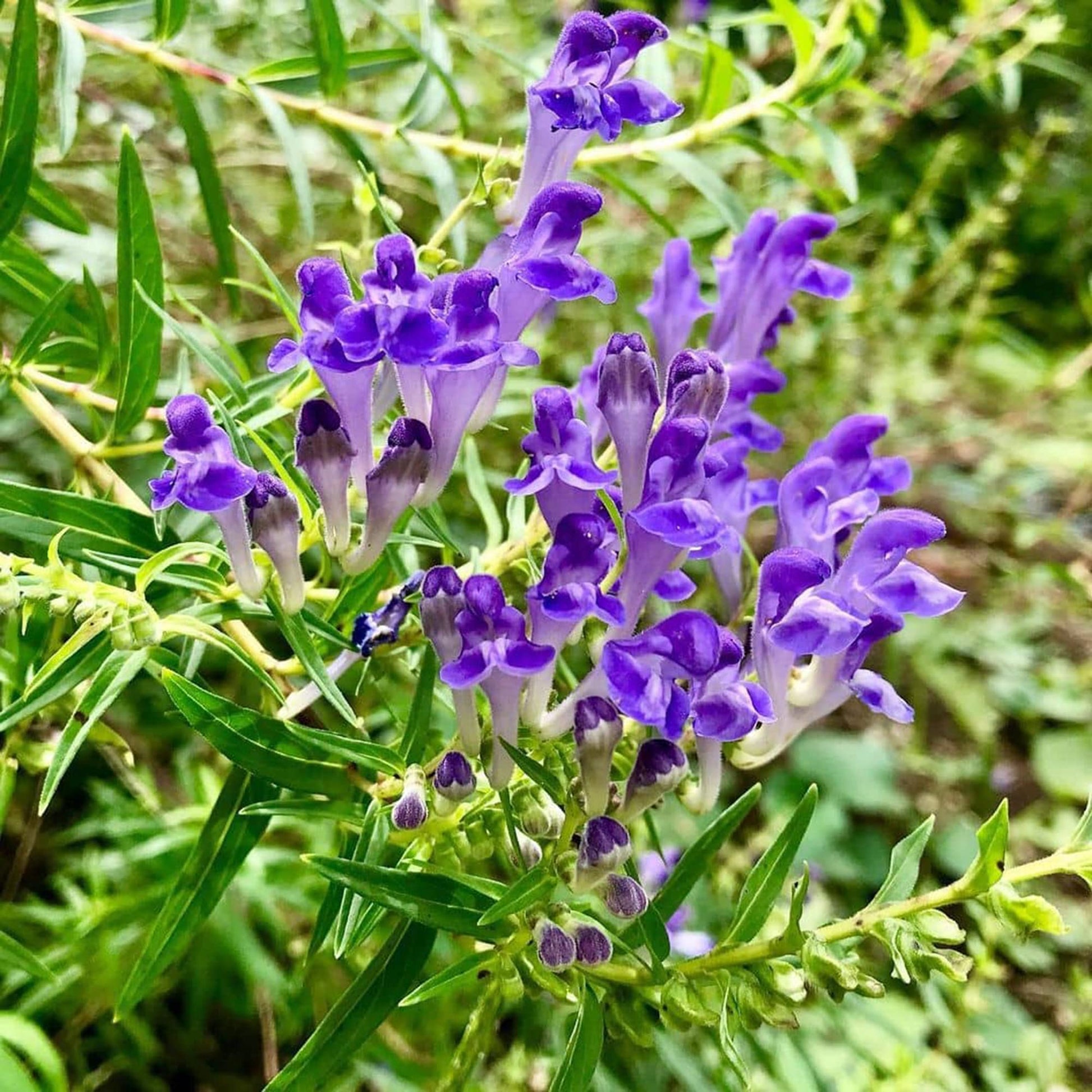 Non GMO Blue Scutellaria Baicalensis seeds