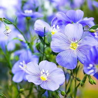 Blue Usitatissimum flower seeds for planting
