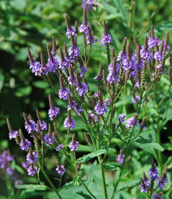 Ornamental Verbena Hastata perennial plant