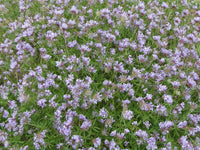 Non GMO Blue Woodruff seeds