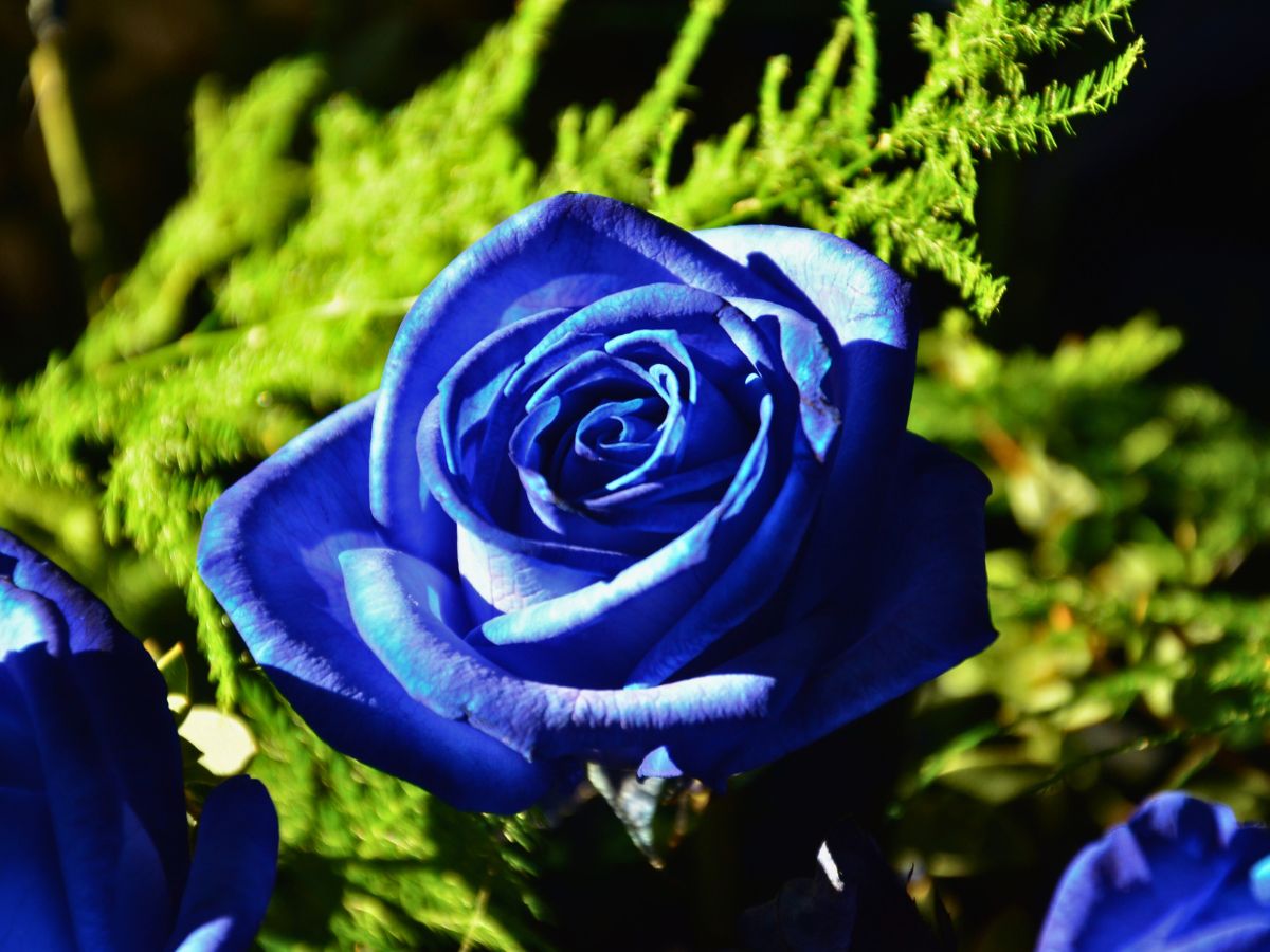 Dark Blue Rose Flower Seeds Seasonal Bloomer Heirloom & GMO Free Seeds for Home Garden
 
 Sale