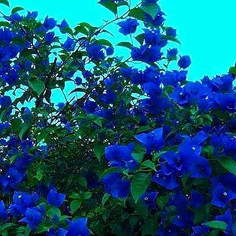 Blue-toned Bougainvillea climbing on a sunny garden trellis.