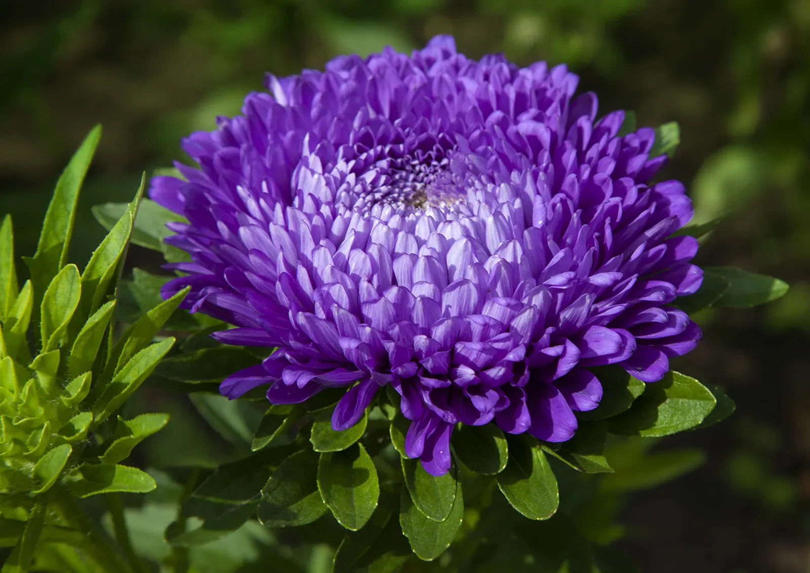 Dark Violet Aster Flower Seeds for Planting Shade Tolerant Heirloom & GMO Free Seeds for Home Garden
 
 Sale