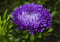 Dark Violet Aster Flower Seeds for Planting Shade Tolerant Heirloom & GMO Free Seeds for Home Garden
 
 Sale