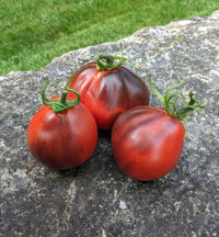 Black Truffle Japanese tomato seeds for planting