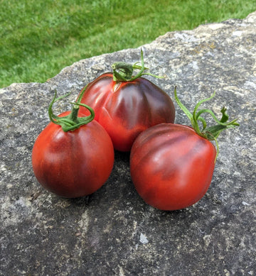 Black Truffle Japanese tomato seeds for planting