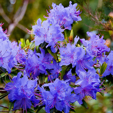 Blue Purple Azalea Flower Seeds for Planting Long Bloom Season Heirloom & GMO Free Seeds for Home Garden
 
 Sale