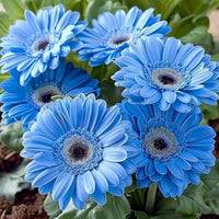 Blue Gerbera Daisy flowers growing from seeds in a colorful garden setting