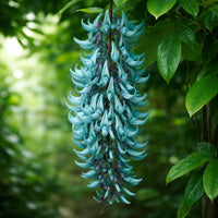 Green Jade Flower seeds for Planting - Cottage Garden Essential, Heirloom & GMO Free Seeds for Home Garden