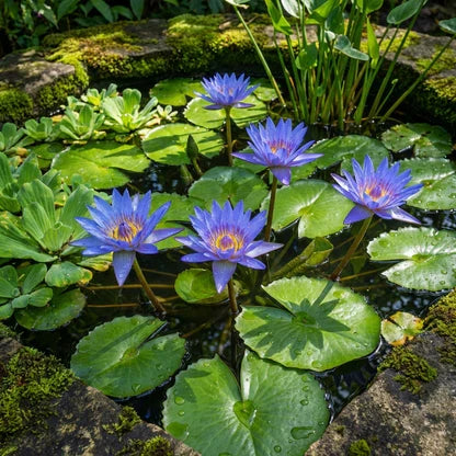 Blue Lotus Nymphaea caerulea seeds for ornamental water garden planting