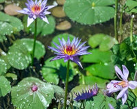 Blue Lotus flower blooming in a decorative pond with floating green leaves