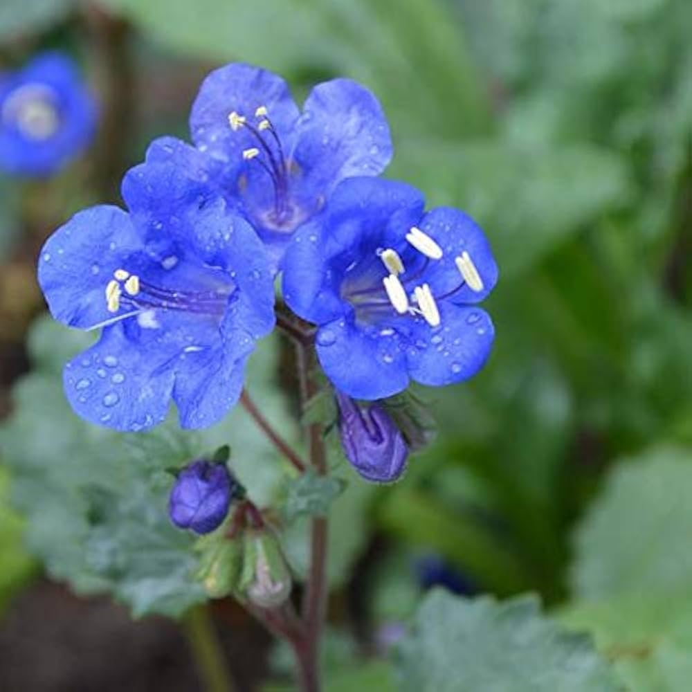 Non GMO bluebell seeds