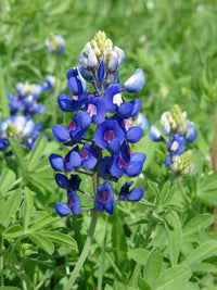 Blue Bonnet Flower seeds for Planting - Cottage Garden Essential, Heirloom & GMO Free Seeds for Home Garden